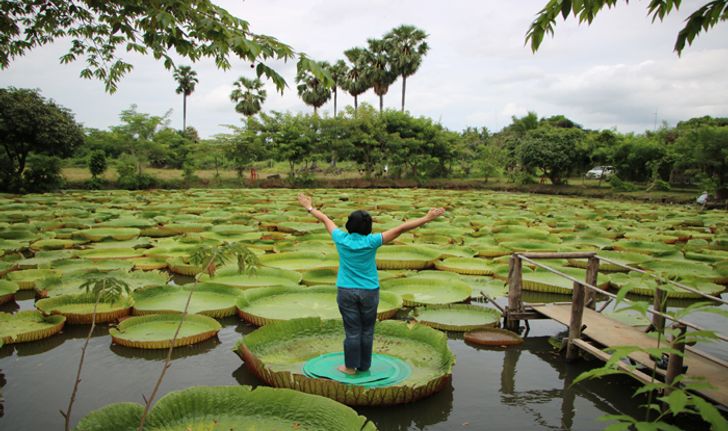 Unseen Thailand บัวกระด้งยักษ์ผู้ใหญ่ยืนได้ ณ สวนบัวอมรรัตน์