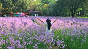 ทุ่งดอกหงอนนาค ศักดิ์สุภารีสอร์ท โลเคชั่นถ่ายรูปแบบคูลๆ ใกล้กรุงเทพฯ