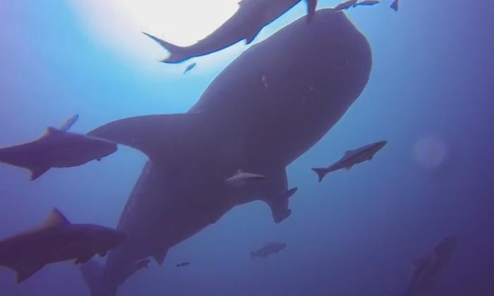 พบปลาฉลามวาฬขนาดใหญ่โชว์ตัวที่จุดดำน้ำซากเรือบุญสูง หน้าหาดเขาหลัก จ.พังงา