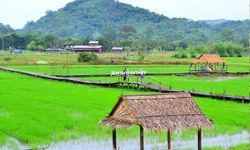 สะพานทุ่งนาน้อย ทุ่งข้าวเขียวขจีสวยงามมากในตอนนี้!