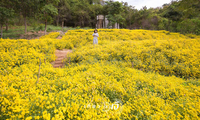 ทุ่งดอกเก๊กฮวย บิ๊กโจ๊ย คันทรี รีสอร์ท มุมถ่ายรูปสุดชิคที่น่าไปเช็กอิน