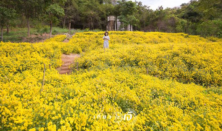 ทุ่งดอกเก๊กฮวย บิ๊กโจ๊ย คันทรี รีสอร์ท มุมถ่ายรูปสุดชิคที่น่าไปเช็กอิน