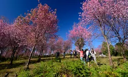 ภูลมโล เมื่อหุบเขาเปลี่ยนเป็นสีชมพู