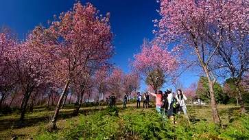 ภูลมโล เมื่อหุบเขาเปลี่ยนเป็นสีชมพู