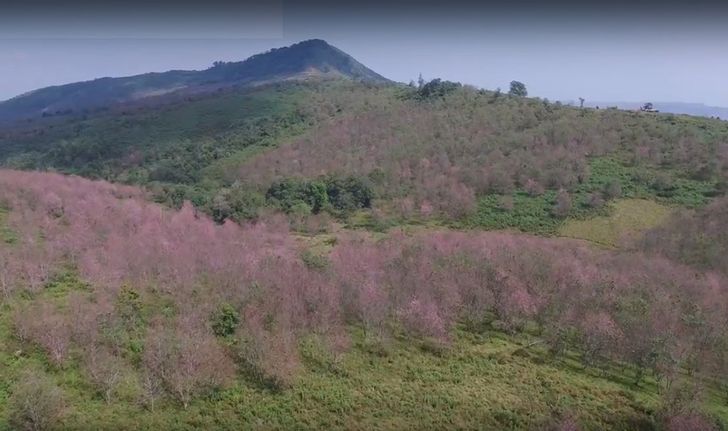 ภูนี้สีชมพู! ชมบรรยากาศสุดโรแมนติกของดอกนางพญาเสือโคร่งบนภูลมโล