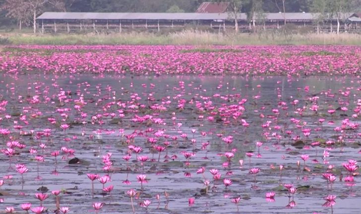 บัวแดงบานสะพรั่งรับอากาศหนาวเย็น ที่หนองคาย