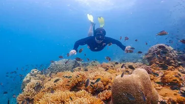 สำรวจโลกใต้ทะเล "อ่าวแสมสาร" ปะการังสวย น้ำทะเลใสใกล้กรุงเทพฯ