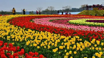 Taean Tulip Festival 2019 ชวนมาดูทิวลิปสีสันสดใส หัวใจเกาหลี