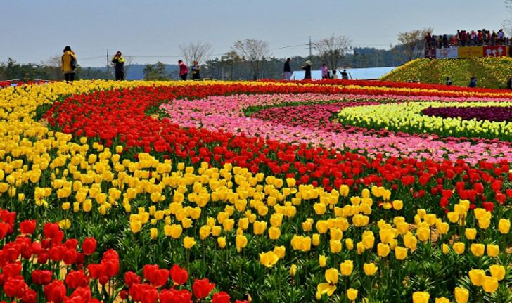 Taean Tulip Festival 2019 ชวนมาดูทิวลิปสีสันสดใส หัวใจเกาหลี