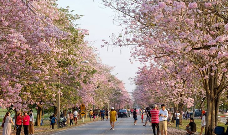 ดอกชมพูพันธุ์ทิพย์เกษตรกำแพงแสน บานสะพรั่งทั่วพื้นที่กลายเป็นสีชมพู