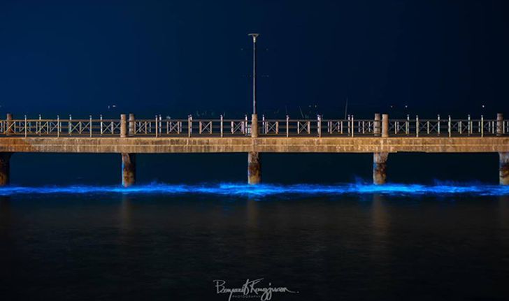 แพลงก์ตอนเรืองแสงที่บางแสน ความงดงามของธรรมชาติที่ต้องไปเห็นด้วยตาตัวเอง