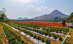 เที่ยว "ไร่สีฟ้า แก่นมะกรูด"  กินสตรอว์เบอร์รีสดๆ จากต้น ท่ามกลางธรรมชาติอันงดงาม