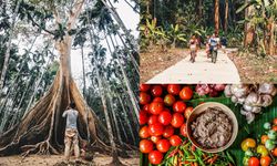 ท่องเที่ยวชุมชนบ้านสะนำ ชมต้นไม้ยักษ์อายุกว่า 500 ปี สัมผัสวิถีชุมชนลาวครั่งโบราณ