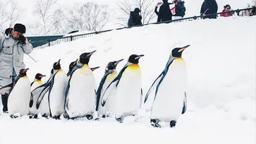 รีวิวเที่ยว Asahikawa ชมพิพิธภัณฑ์หิมะและสวนสัตว์ที่น่ารักที่สุดใน Hokkaido