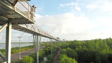 Sky walk Pattani เส้นทางสวย เหนือป่าชายเลน