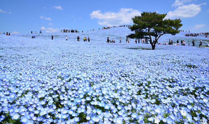 พาชม ทุ่งเนโมฟีล่า ดอกสีฟ้า ญี่ปุ่น พิกัดน่าเที่ยวใกล้โตเกียว!