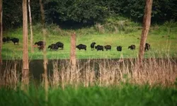 สำรวจฮาลาบาลา ผืนป่าที่สมบูรณ์ที่สุดของด้ามขวานไทย