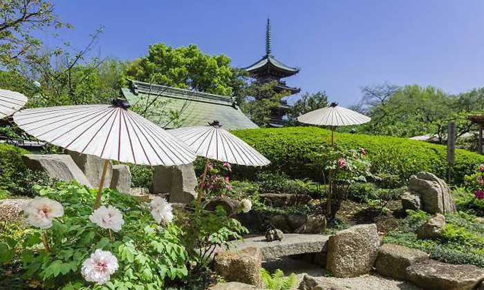 เทศกาลชมดอกโบตั๋นฤดูใบไม้ผลิบานกว่า 600 ต้นในกรุงโตเกียวเริ่มต้นแล้ว!