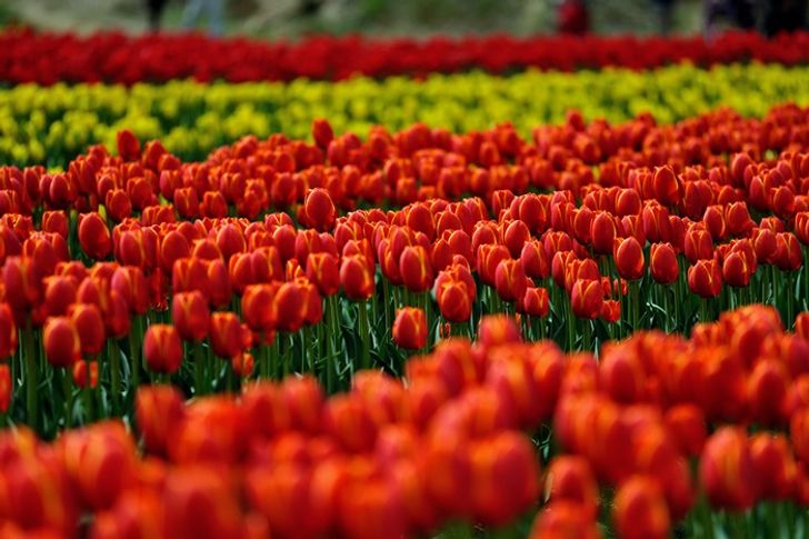 tan2_tantotulipfestival