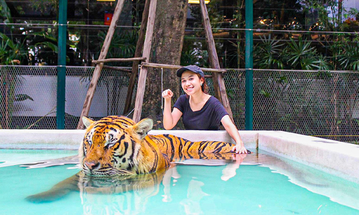 Tiger Park Pattaya อาณาจักรแห่งเสือ ที่คุณสามารถเข้าไปเล่นด้วยได้อย่างใกล้ชิด