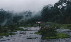 หมอกล้อมป่า ภูหินร่องกล้าในหน้าฝน