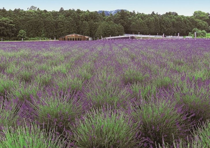 lavender-3