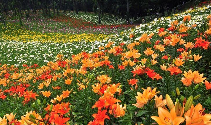 Tokorozawa Lily Garden สถานที่ชมดอกลิลลี่ตามธรรมชาติใกล้โตเกียว