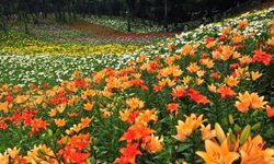 Tokorozawa Lily Garden สถานที่ชมดอกลิลลี่ตามธรรมชาติใกล้โตเกียว