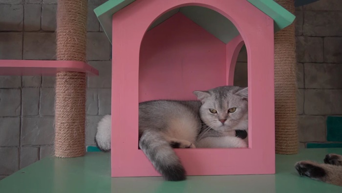 playwithcatcafe40