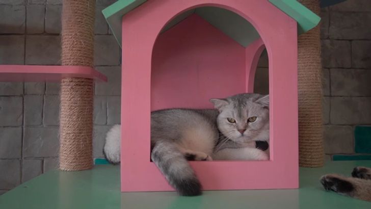 playwithcatcafe40