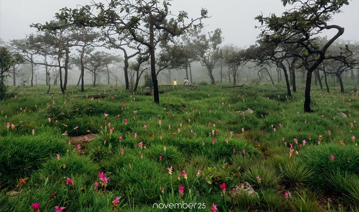 อัปเดตทุ่งดอกกระเจียวอุทยานแห่งชาติป่าหินงาม สวยงามหลังม่านหมอกหน้าฝน