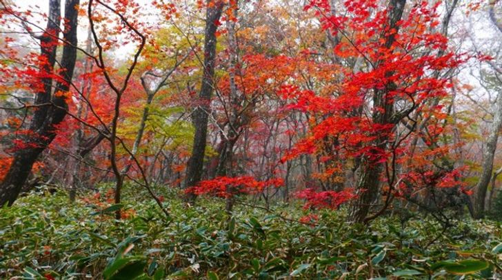 autumn-leaves-hallasan-696x38