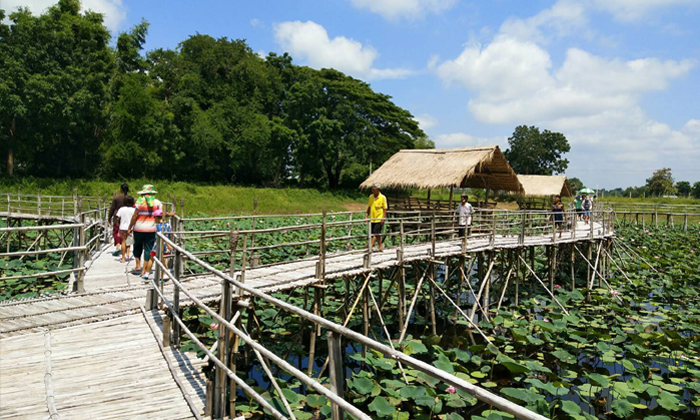 ทุ่งดอกบัวชมพู สะพานไม้รักร้อยรวมใจ จุดเช็กอินใหม่โคราช