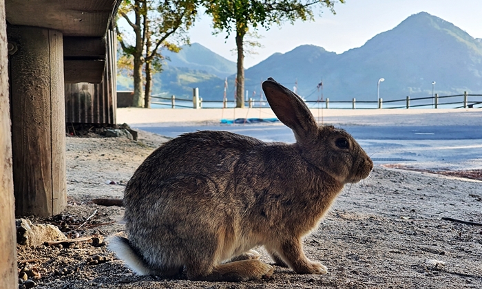 เกาะโอคุโนชิมา พาเที่ยวเกาะกระต่ายสุดน่ารัก ที่มีเบื้องหลังจากซากโรงงานแก๊สพิษจากสงครามโลก