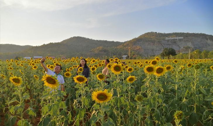 ชมทุ่งทานตะวันบานสะพรั่งเมืองโบราณอู่ทอง