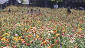 ทุ่งดอกกระดาษบานสะพรั่ง สีสันแห่งภูหินร่องกล้า