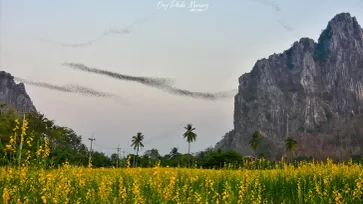 ฝูงค้างคาวเขาหน่อนครสวรรค์ ความมหัศจรรย์จากธรรมชาติ