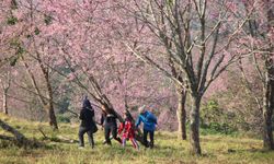 ภูลมโลดอกพญาเสือโคร่งบานสะพรั่ง เปลี่ยนยอดเขาให้กลายเป็นสีชมพู