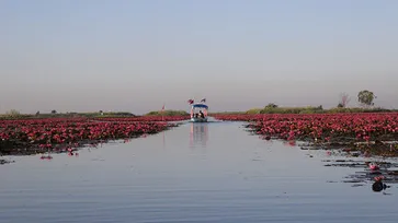 หนองหานกุมภวาปี ดินแดนทะเลชมพู