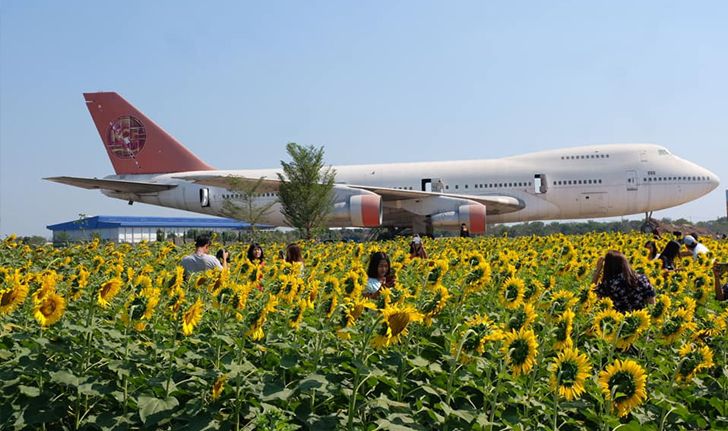 ทุ่งดอกทานตะวันวิวเครื่องบิน จุดเช็กอินถ่ายรูปสวยใกล้กรุงเทพฯ