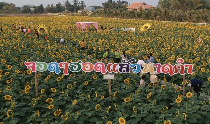 ทุ่งดอกทานตะวันหาดคำ ที่เที่ยวแห่งใหม่เมืองหนองคาย