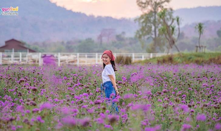 ชมทุ่งดอกเวอร์บีน่าสวยๆ  ที่เดอะเวโรน่า ทับลาน ปราจีนบุรี