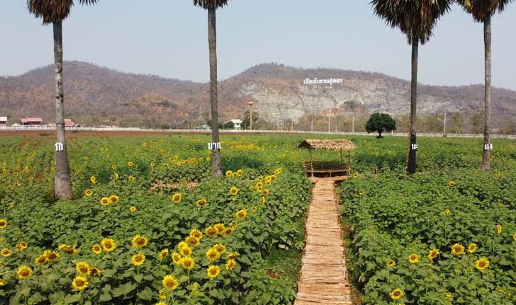 ทุ่งทานตะวันบานสะพรั่งเมืองโบราณอู่ทอง สุพรรณบุรี