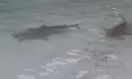ฝูงฉลามหูดำและปลาหลากหลายชนิดโผล่ใกล้ชายหาดเกาะห้องหลังทะเลสงบเพราะ COVID-19