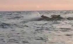 วาฬเพชฌฆาตโผล่เล่นน้ำใกล้อ่าวหินงาม อุทยานแห่งชาติหมู่เกาะลันตา สร้างความฮือฮาให้ผู้พบเห็น