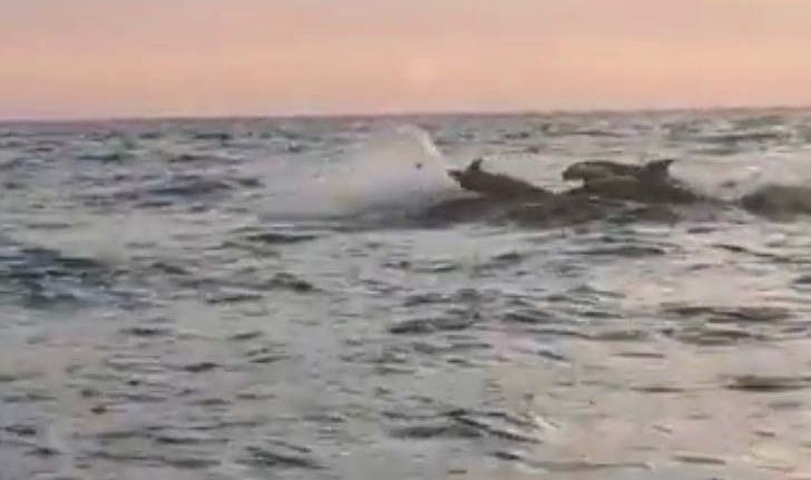วาฬเพชฌฆาตโผล่เล่นน้ำใกล้อ่าวหินงาม อุทยานแห่งชาติหมู่เกาะลันตา สร้างความฮือฮาให้ผู้พบเห็น