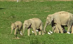 ช้างป่าและกระทิง อุทยานแห่งชาติกุยบุรีเริงร่าหากิน ในวันที่ธรรมชาติสงบ