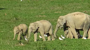 ช้างป่าและกระทิง อุทยานแห่งชาติกุยบุรีเริงร่าหากิน ในวันที่ธรรมชาติสงบ