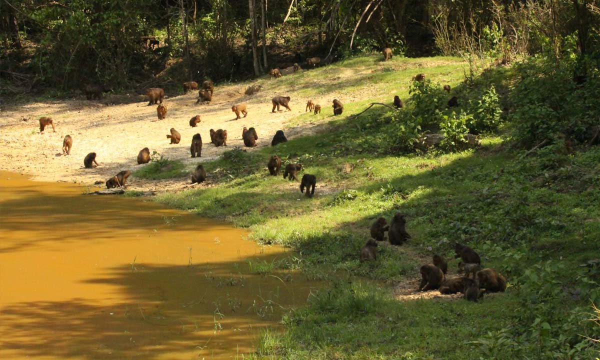 ฝูงลิงเสนและค่างแว่นถิ่นใต้รวมเกือบ 100 ตัวออกมาหากินคึกคักที่แค้มป์บ้านกร่าง เพชรบุรี