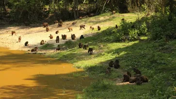 ฝูงลิงเสนและค่างแว่นถิ่นใต้รวมเกือบ 100 ตัวออกมาหากินคึกคักที่แค้มป์บ้านกร่าง เพชรบุรี